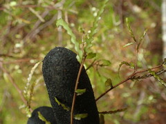 Elaeocarpus hookerianus
