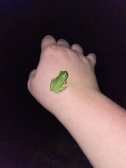 Litoria fallax