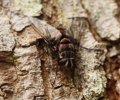 Rutilia
