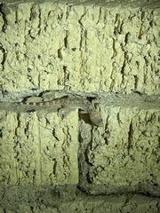 Hemidactylus turcicus