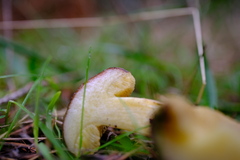 Xerocomellus diffractus