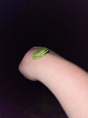 Litoria fallax