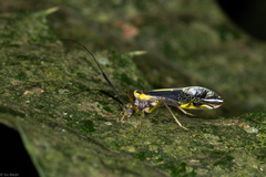 Dictyopsocus pennicornis