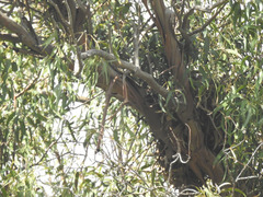 Buteo jamaicensis