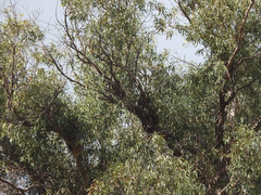 Buteo jamaicensis