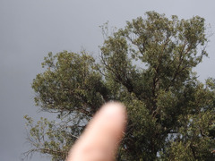 Buteo jamaicensis