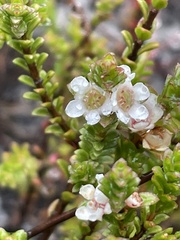 Baeckea diosmifolia