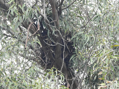 Buteo jamaicensis