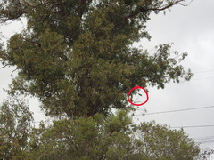 Buteo jamaicensis