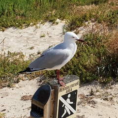 Chroicocephalus novaehollandiae novaehollandiae