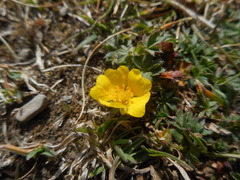 Potentilla crantzii