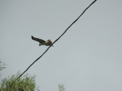 Buteo jamaicensis