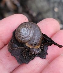 Helminthoglypta diabloensis