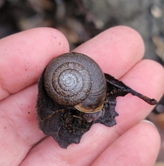 Helminthoglypta diabloensis