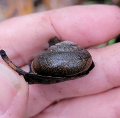 Helminthoglypta diabloensis