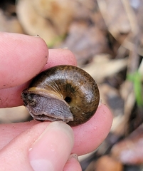 Helminthoglypta diabloensis