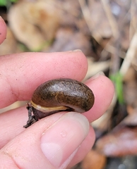 Helminthoglypta diabloensis