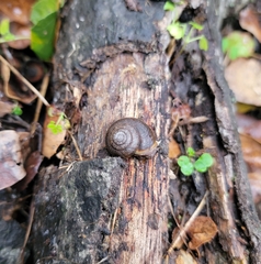 Helminthoglypta diabloensis