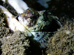 Centropogon australis
