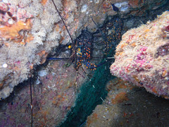 Panulirus inflatus