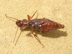 Scybalicus oblongiusculus