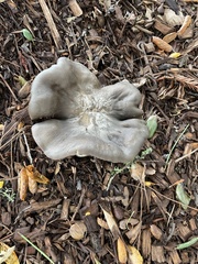 Entoloma ferruginans