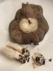 Entoloma ferruginans