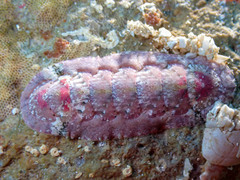 Stenoplax limaciformis