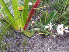 Othonna bulbosa