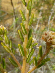 Phylica cephalantha