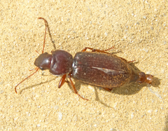 Scybalicus oblongiusculus