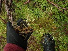 Elaeocarpus hookerianus