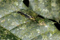 Dictyopsocus pennicornis