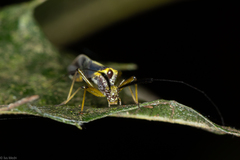 Dictyopsocus pennicornis