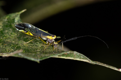 Dictyopsocus pennicornis