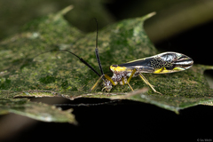 Dictyopsocus pennicornis
