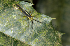 Dictyopsocus pennicornis