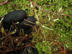 Elaeocarpus hookerianus