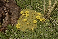 Oxalis erythrorrhiza