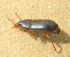 Metophonus