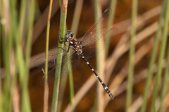 Austrosynthemis cyanitincta