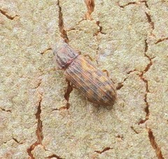 Bitoma insularis