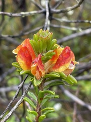 Pultenaea tuberculata