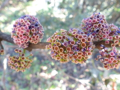 Memecylon umbellatum