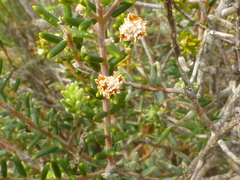 Phylica cephalantha
