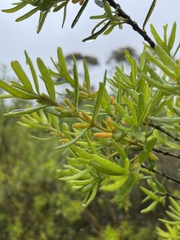 Persoonia mollis ledifolia