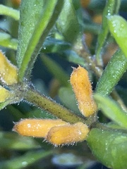 Persoonia mollis ledifolia