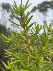 Persoonia mollis ledifolia