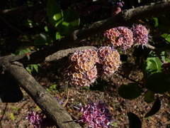 Memecylon umbellatum