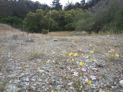 Hesperolinon congestum